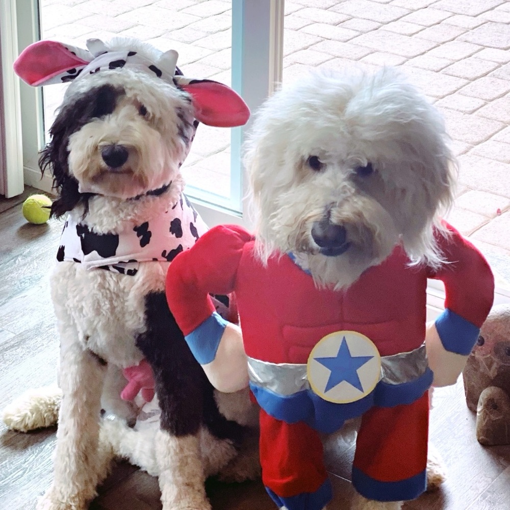 Skull & Bones Dog Cow Halloween Costume Large